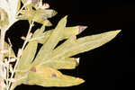 Common wormwood 